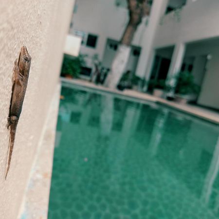Cozy Studios Zazil-Ha Playa del Carmen Dış mekan fotoğraf